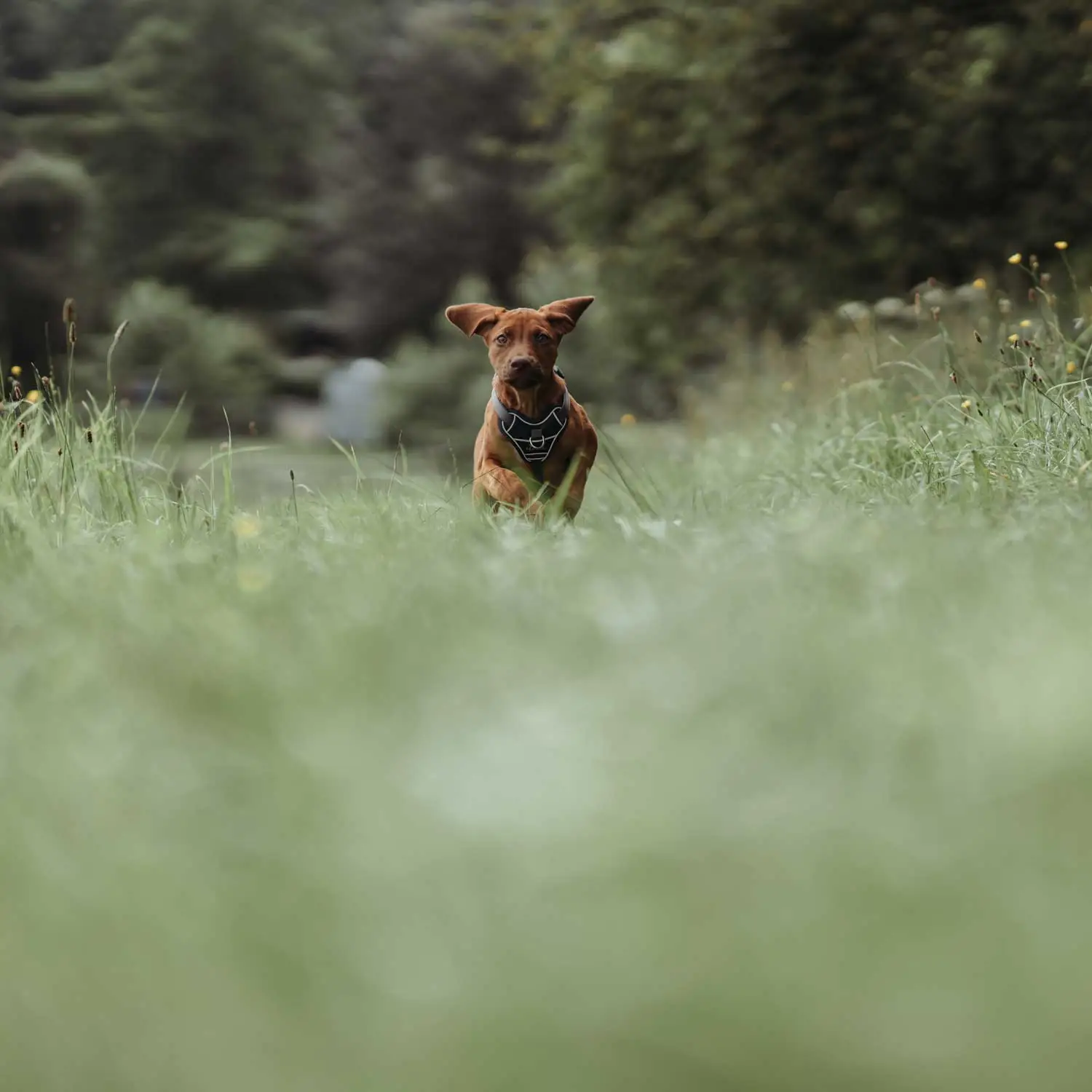 Hunter Divo hundesele M petrol/grå just. mave 56-73 cm - Stabil bevægelse og ergonomisk komfort